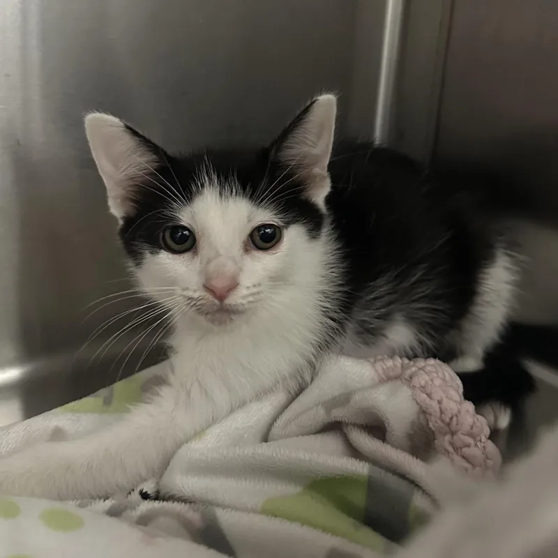 A baby small-sized female White Domestic Short Hair cat named Orca for adoption in Jupiter, FL
