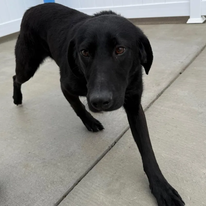 An adult medium-sized female Black Labrador Retriever dog named Kahlua for adoption in Harrisonburg, VA
