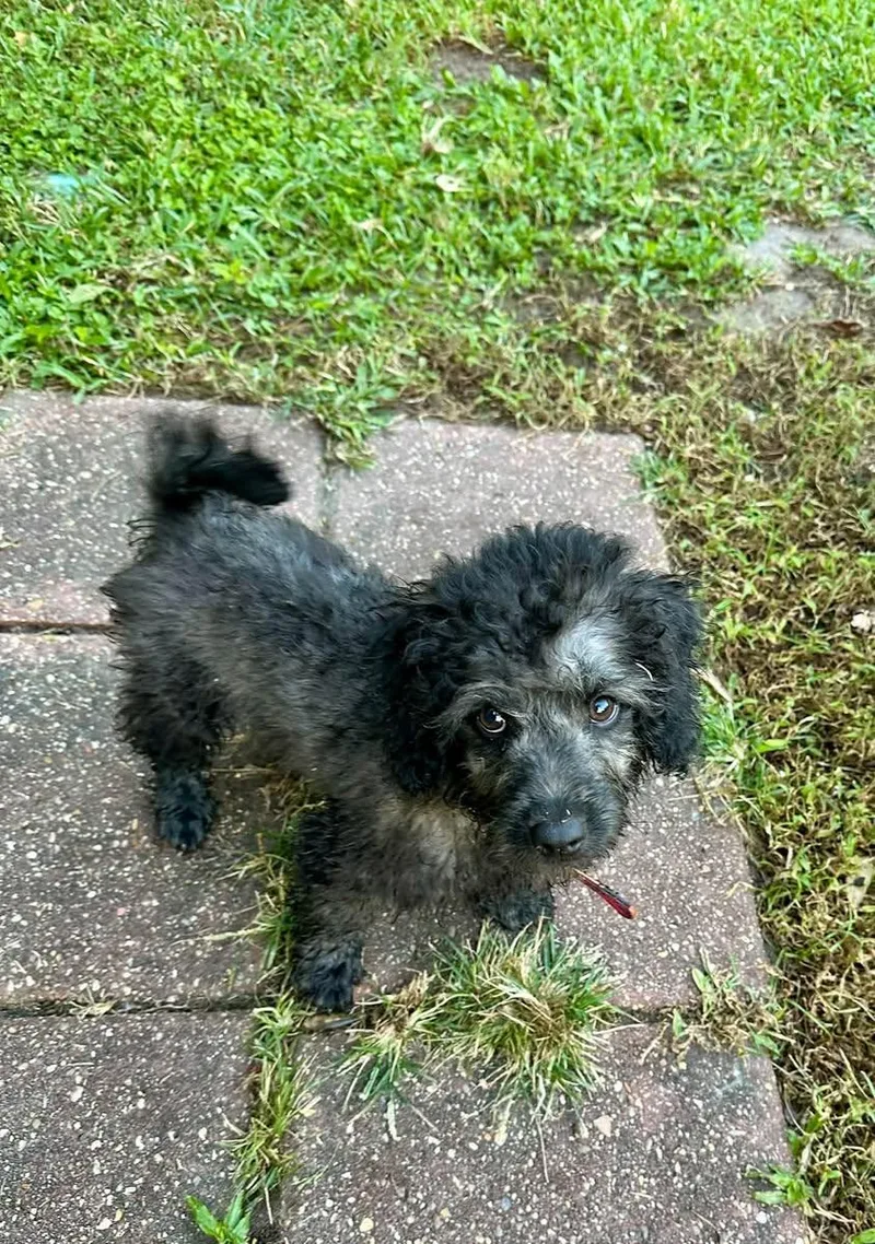 A baby small-sized male Gray / Blue / Silver Standard Poodle dog named Bishop for adoption in Gonzales, LA