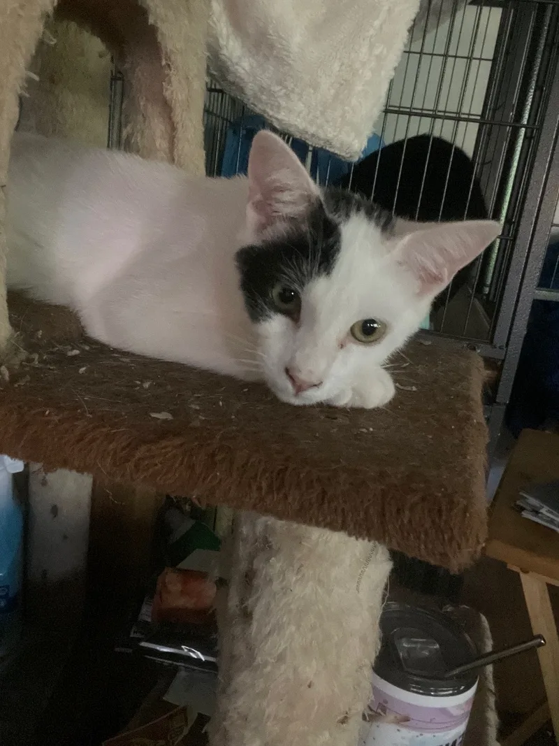 A baby medium-sized male White Turkish Van cat named Barry for adoption in Bell Gardens, CA