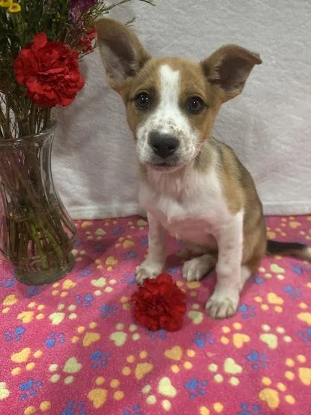 Rainbow Dash thumbnail 2