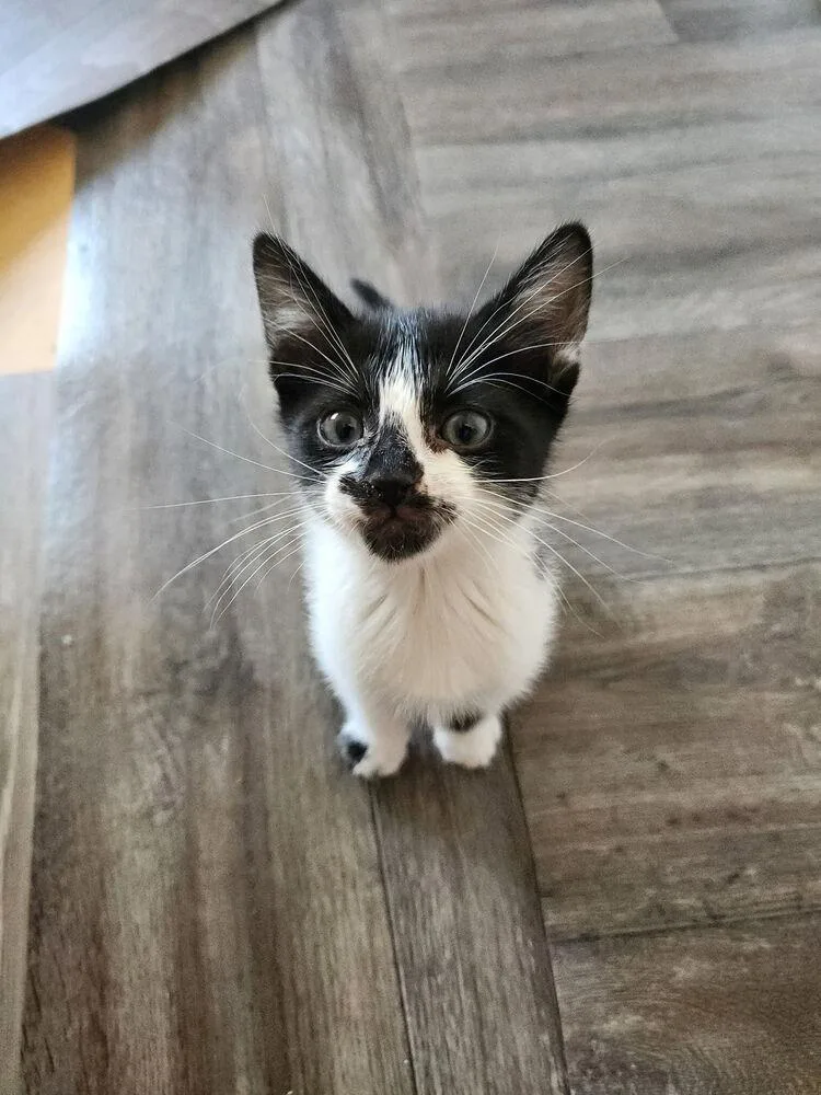 Rocky