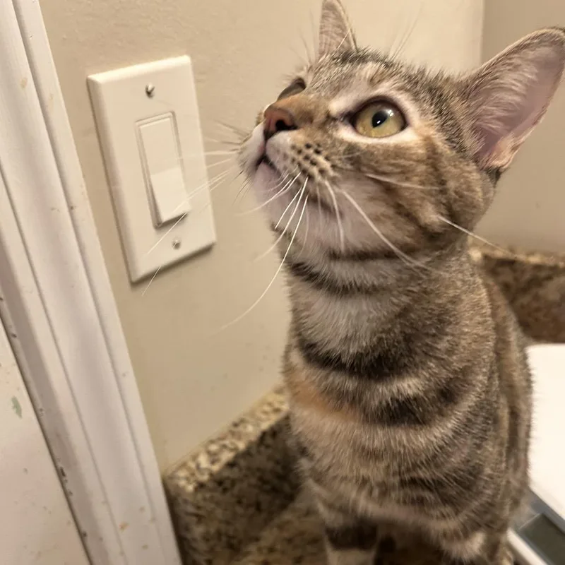 A young medium-sized female Domestic Short Hair cat named Willow for adoption in Cumming, GA