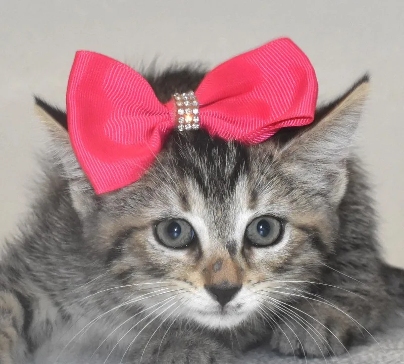 A baby large-sized female Domestic Short Hair cat named Strawberry for adoption in Springfield, OH