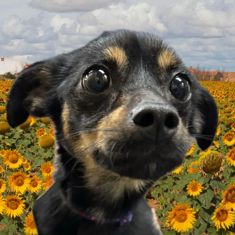 An adult small-sized female Chihuahua dog named Honey Bee for adoption in Las Vegas, NV
