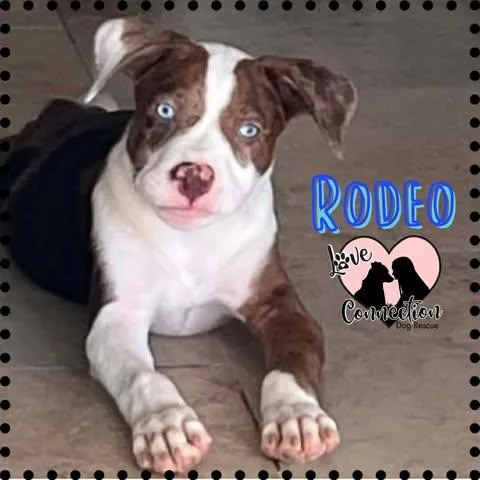 A baby medium-sized male Brown / Chocolate Pit Bull Terrier dog named Rodeo for adoption in Gilbert, AZ