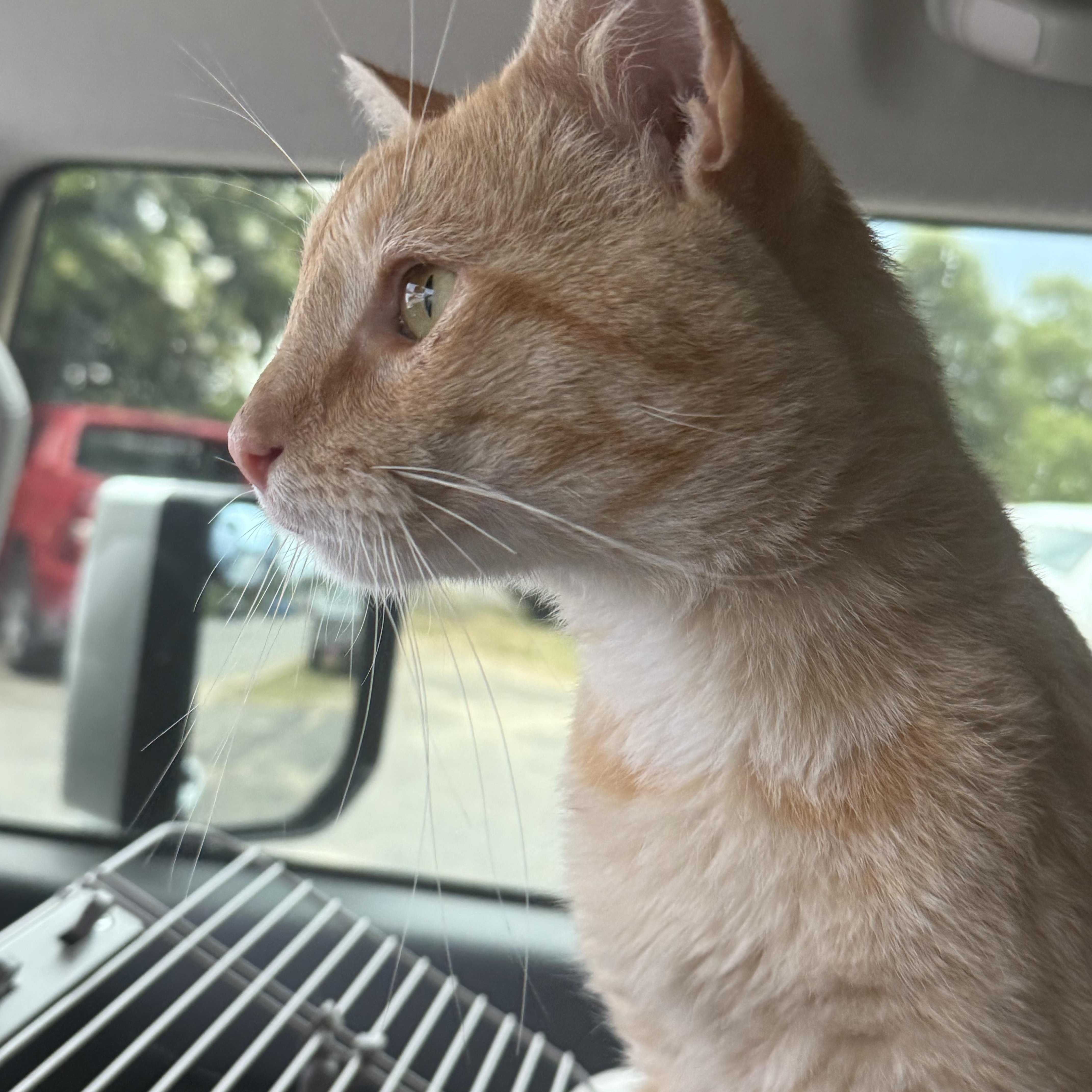 Creamsicle thumbnail 2