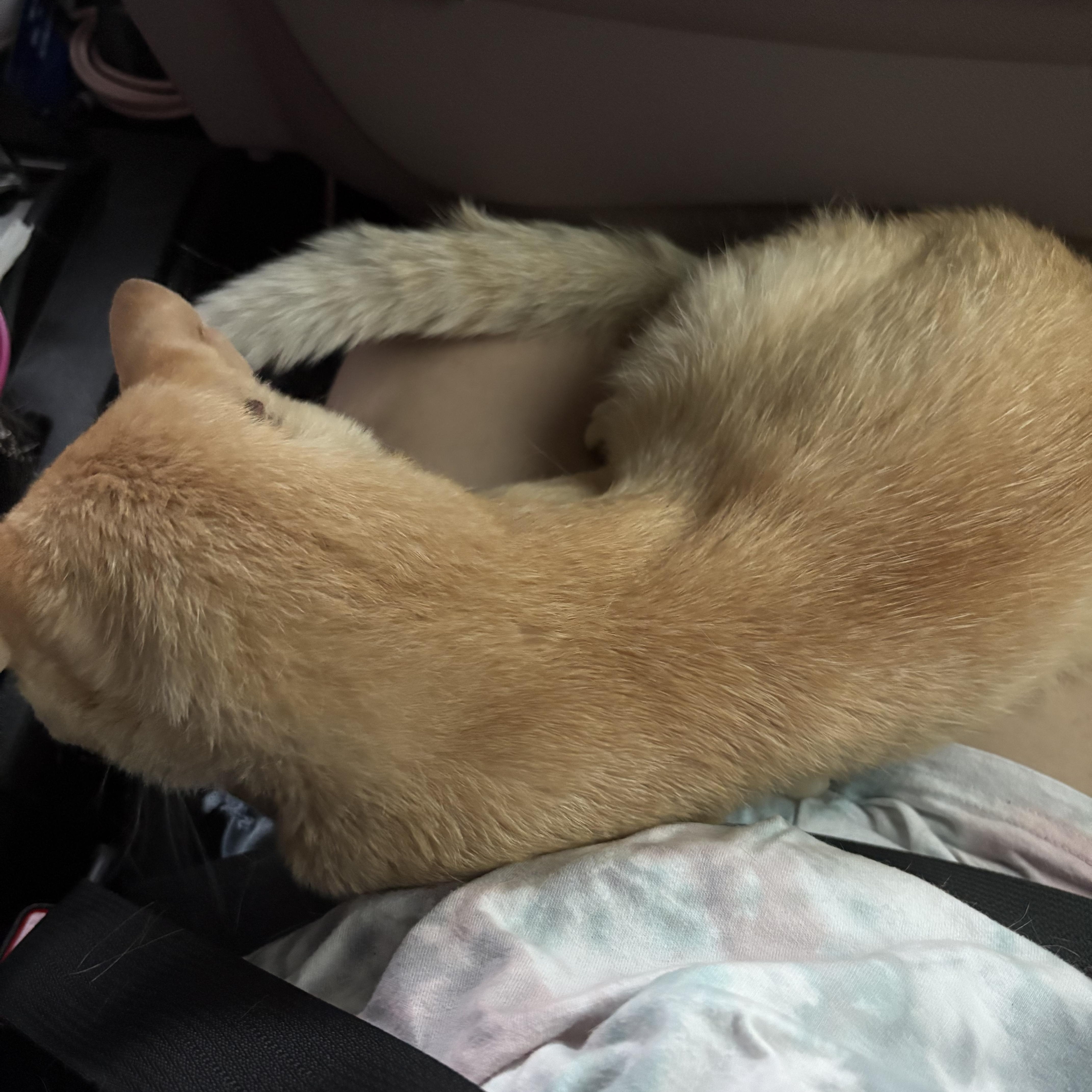 Creamsicle thumbnail 3