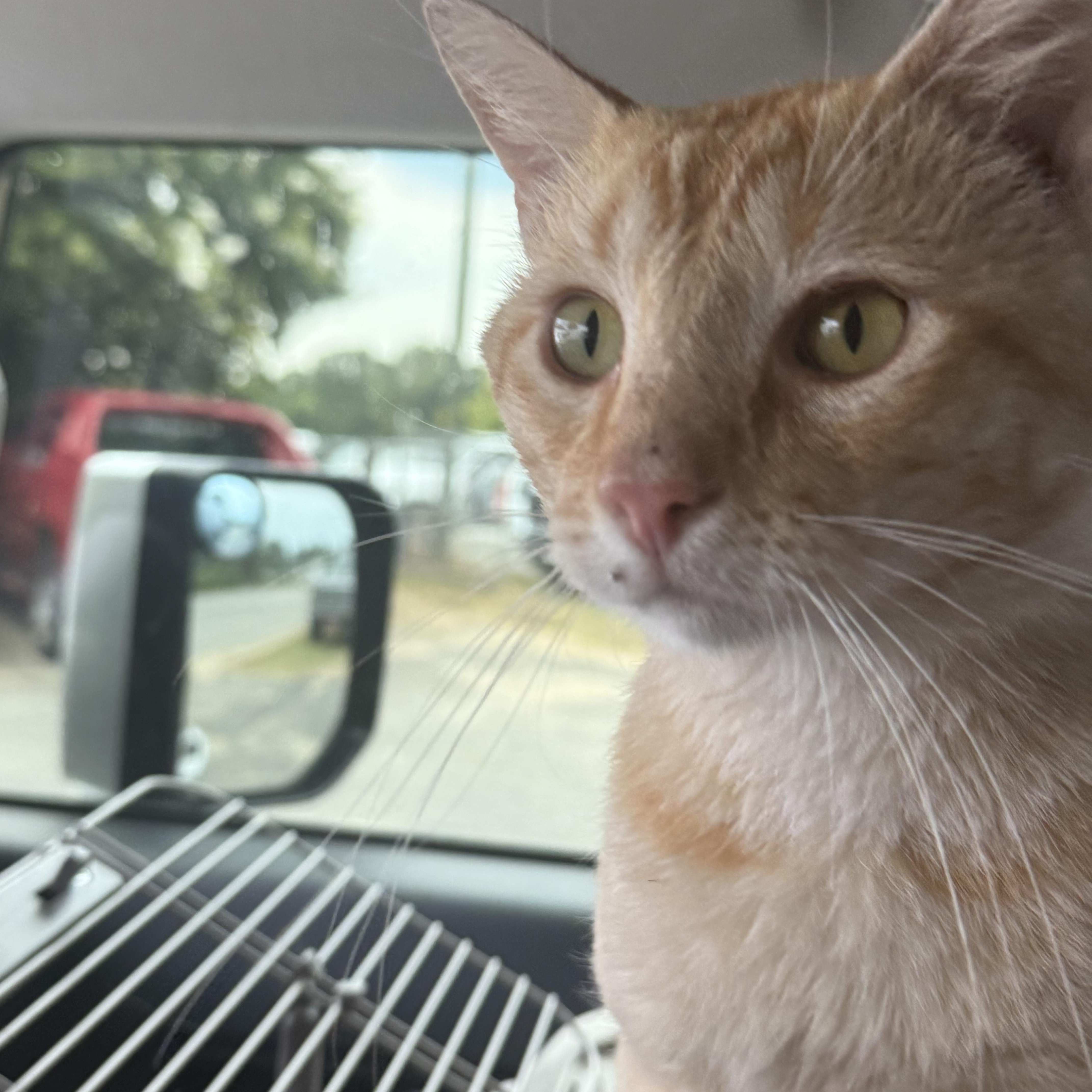 Creamsicle thumbnail 4