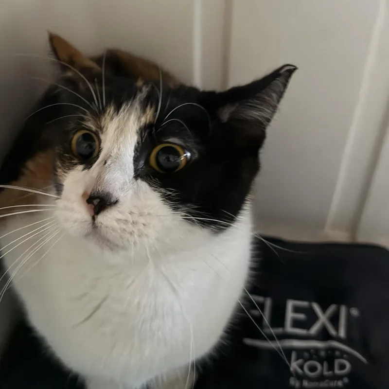 An adult small-sized female Calico Domestic Short Hair cat named Lottie for adoption in Marana, AZ