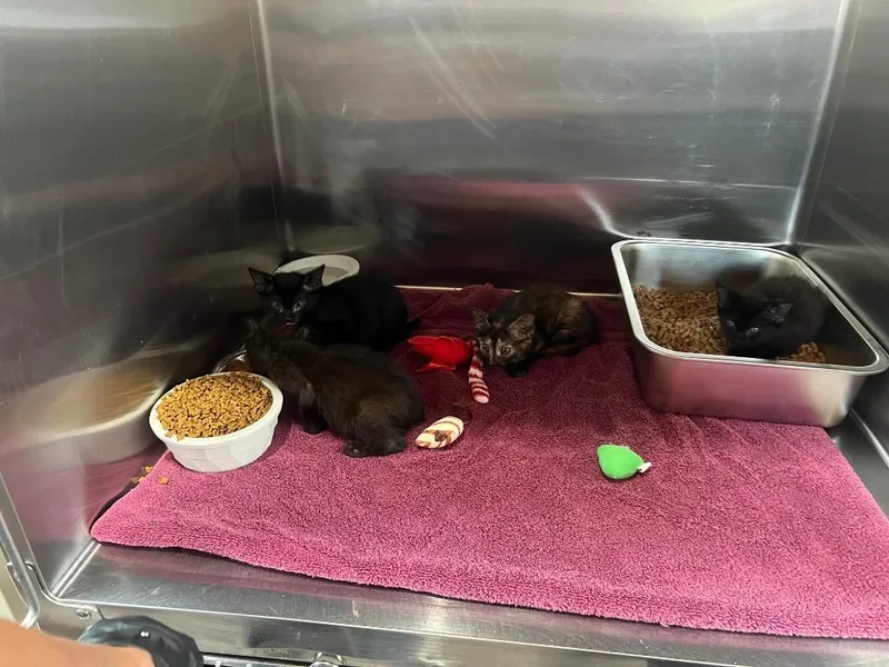 A baby medium-sized female Domestic Short Hair cat named Nightingale for adoption in Murray, KY