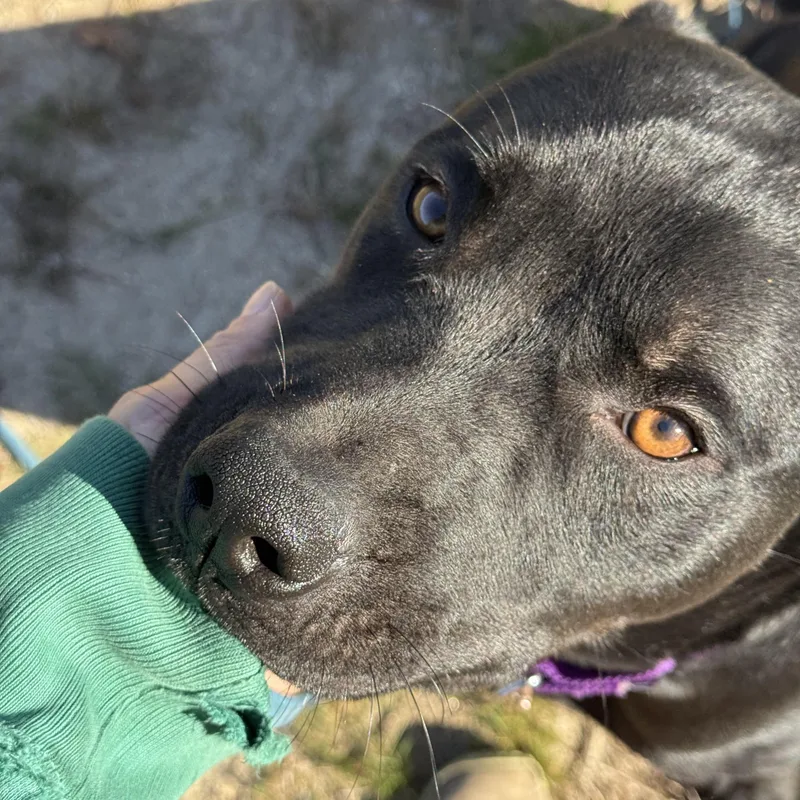 A young large-sized male Rottweiler dog named Moe for adoption in Carver, MA