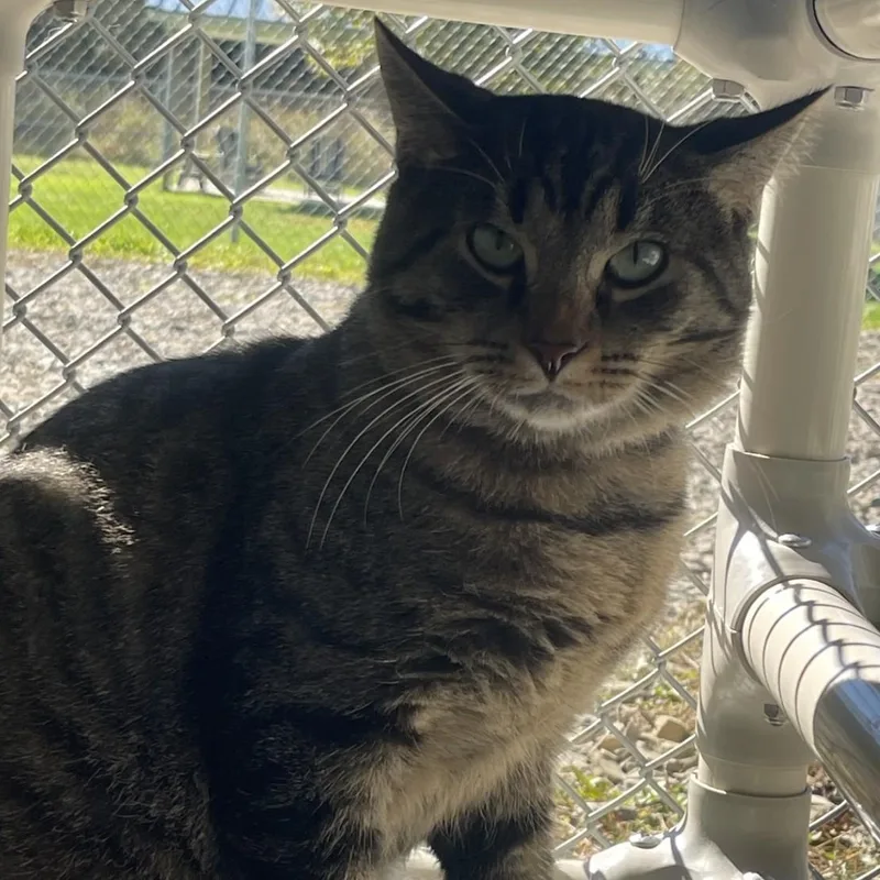A young large-sized male Tabby (Buff / Tan / Fawn) Domestic Short Hair cat named Breadstick for adoption in New Philadelphia, OH
