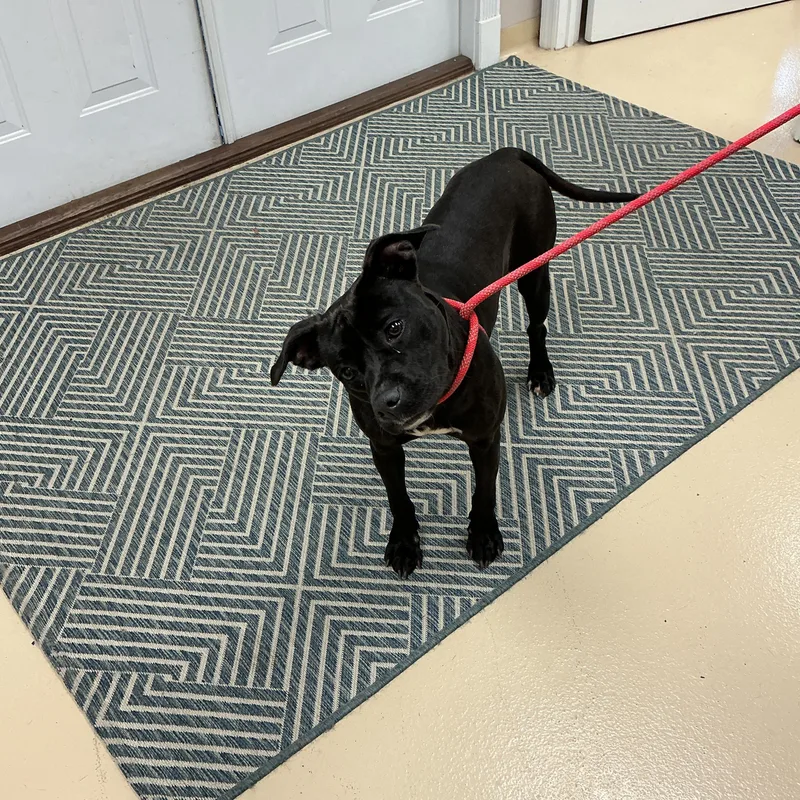 An adult medium-sized female Black Mixed Breed dog named Raven for adoption in thomson, GA