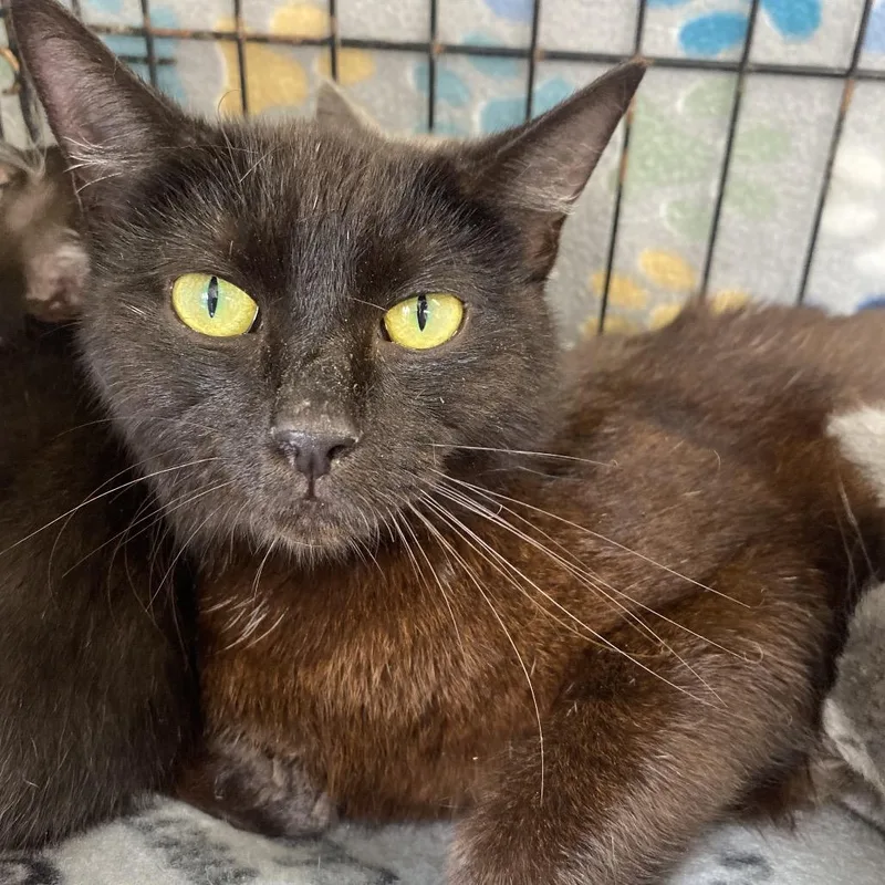 A young small-sized female Domestic Short Hair cat named Cocoa for adoption in Blairsville, GA