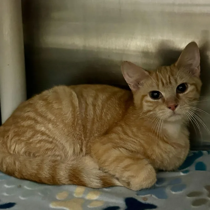 A young small-sized male Orange / Red Domestic Short Hair cat named Daryl for adoption in Spruce Pine, NC
