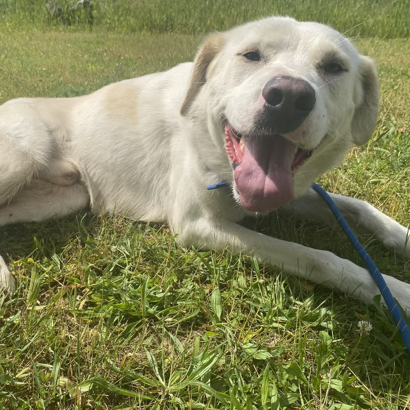 An adult large-sized male White / Cream Yellow Labrador Retriever dog named Stuart for adoption in Allegan, MI