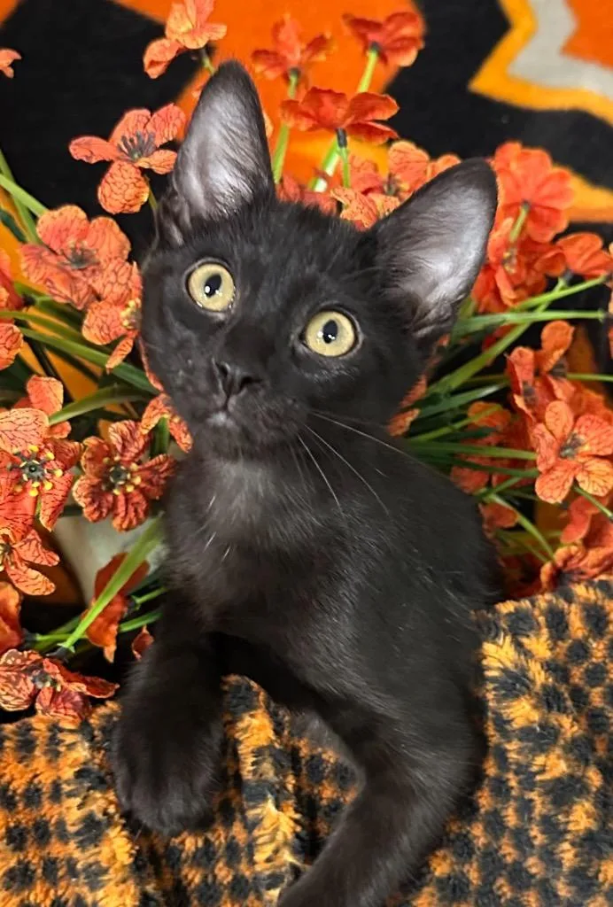 A baby small-sized male Domestic Short Hair cat named Naruto for adoption in Stillwater, OK