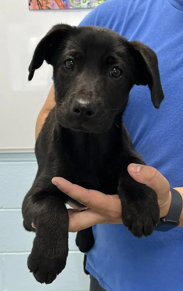 A baby medium-sized female Black Labrador Retriever dog named Scarlett for adoption in Albany, NY
