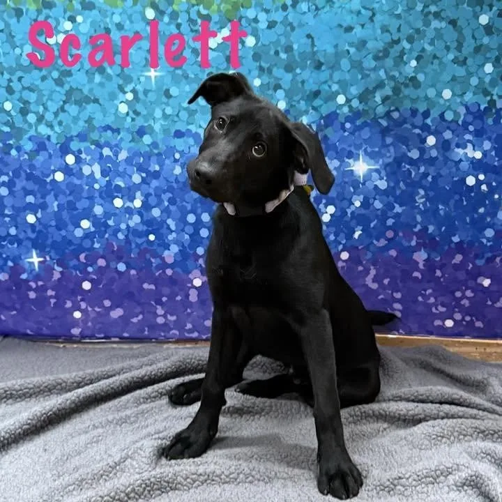 Scarlett thumbnail 6
