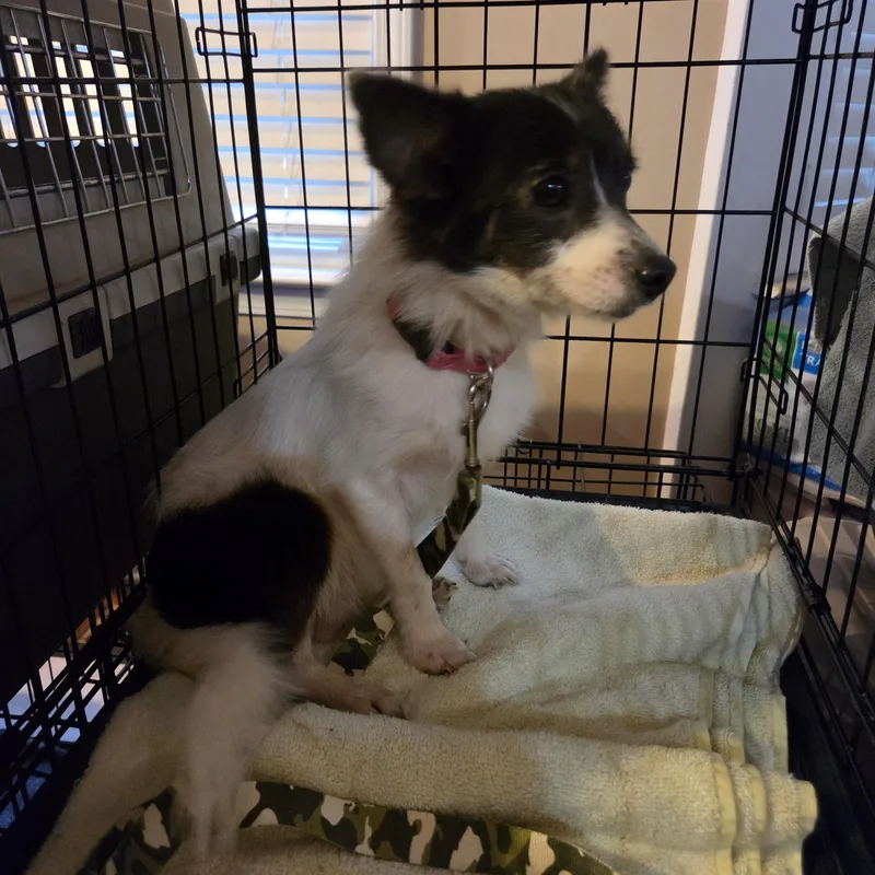 A young small-sized female Pomeranian dog named Bristol for adoption in Troutman, NC