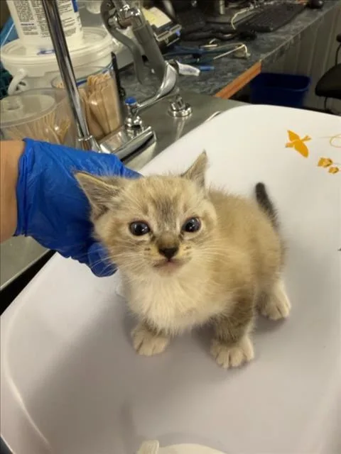 A baby small-sized male Domestic Short Hair cat named Jabanero for adoption in Woodland, CA
