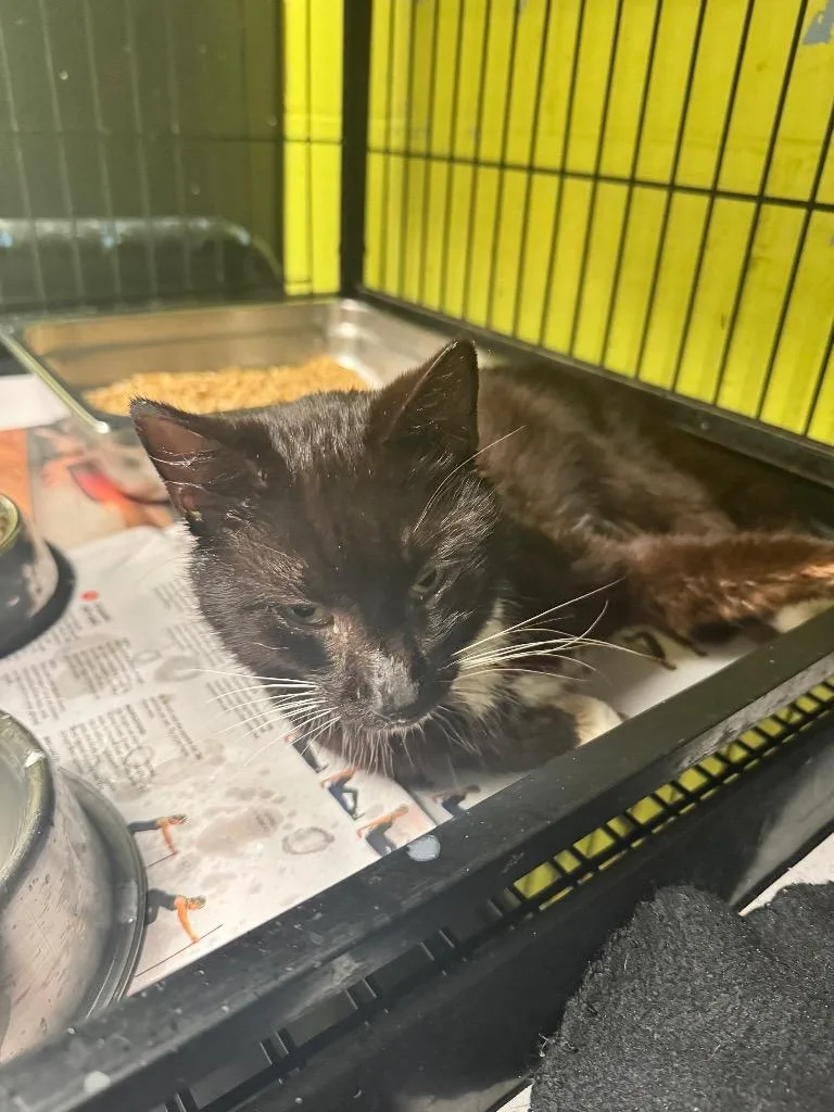 A young medium-sized male Domestic Short Hair cat named Bones for adoption in Shelbyville, TN