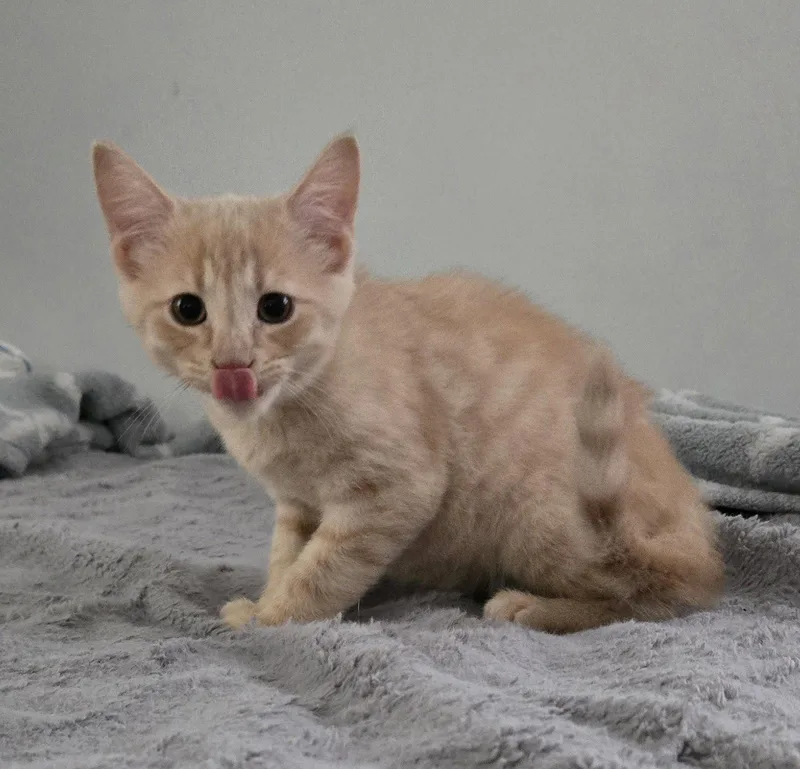 A baby medium-sized male Domestic Short Hair cat named Legacy for adoption in Walled Lake, MI