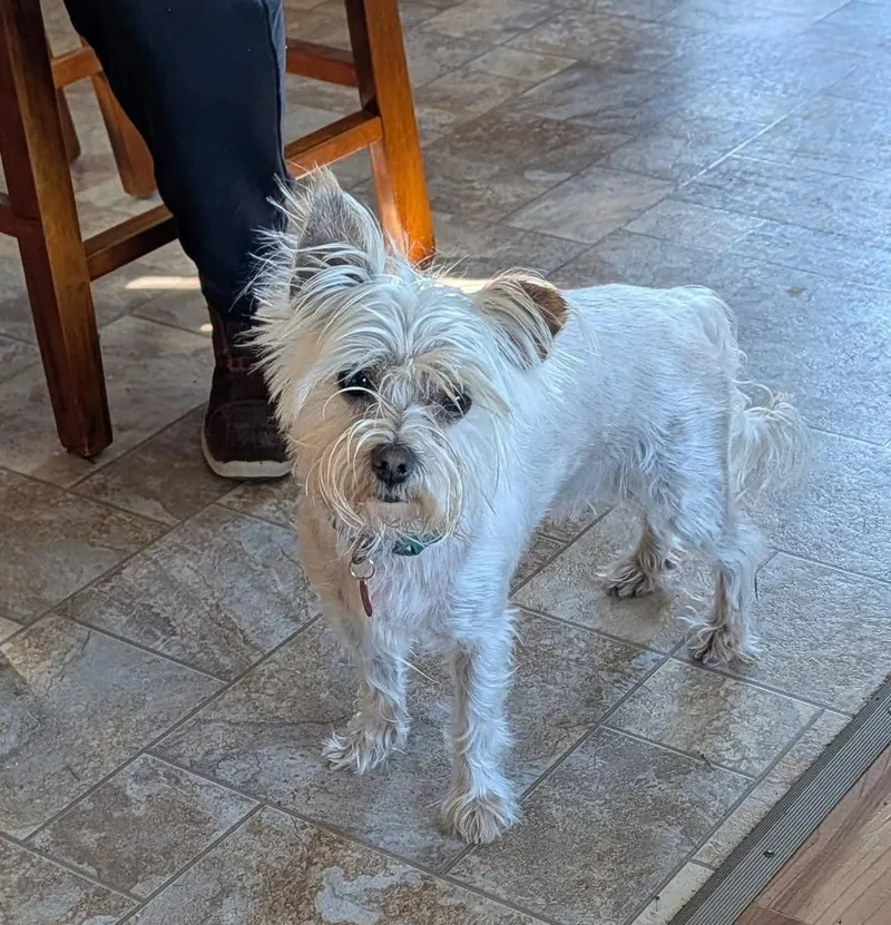 An adult small-sized male White / Cream Shih Tzu dog named Gordo for adoption in Bellingham, WA