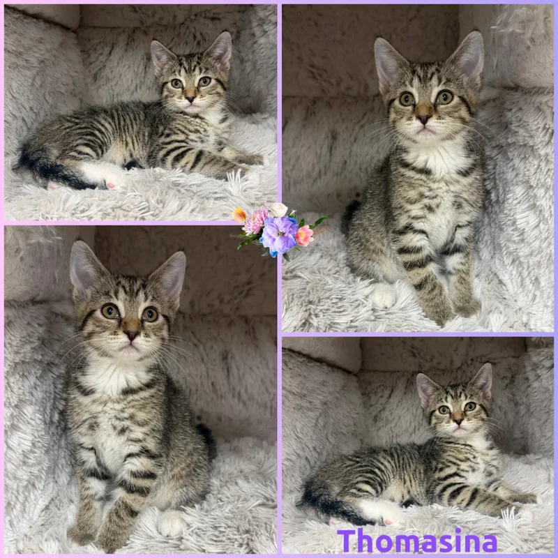 A baby small-sized female Tabby (Gray / Blue / Silver) Domestic Short Hair cat named Thomasina for adoption in Louisville, KY