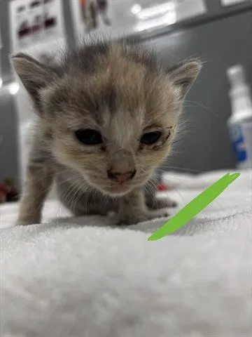 A baby small-sized female Domestic Short Hair cat named Zoey for adoption in San Martin, CA