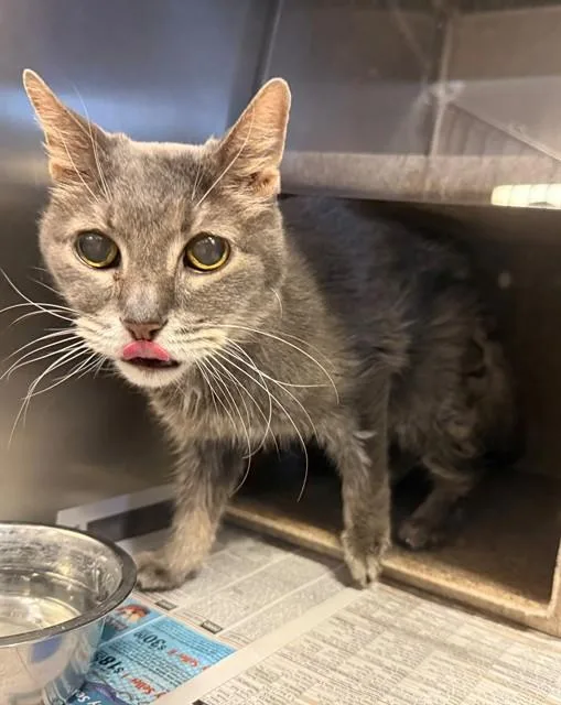 A senior medium-sized female Domestic Short Hair cat named Genie for adoption in Lancaster, CA