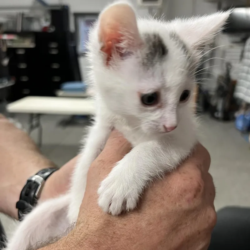 An adult small-sized male White Domestic Short Hair cat named Greely for adoption in Rochester, MN