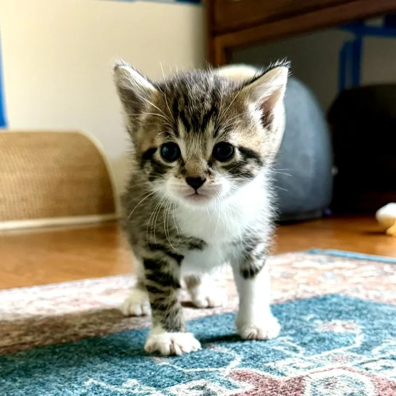 A baby small-sized male Brown / Chocolate Domestic Short Hair cat named Hazelnut for adoption in Long Beach, CA