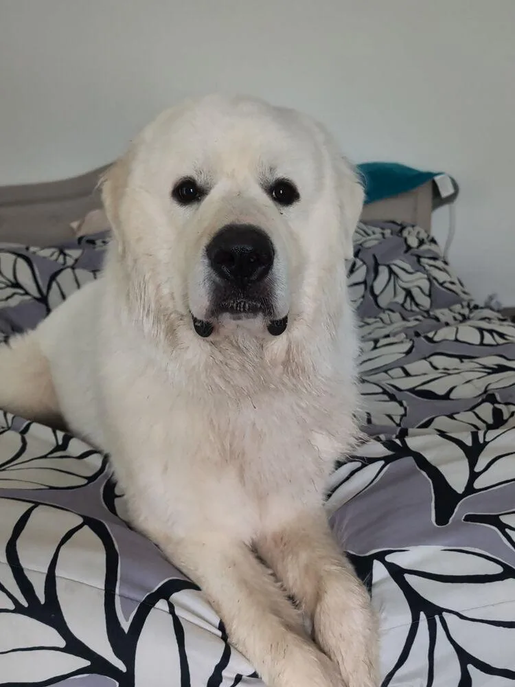 An adult large-sized male White / Cream Great Pyrenees dog named Karma for adoption in Oakland, MI