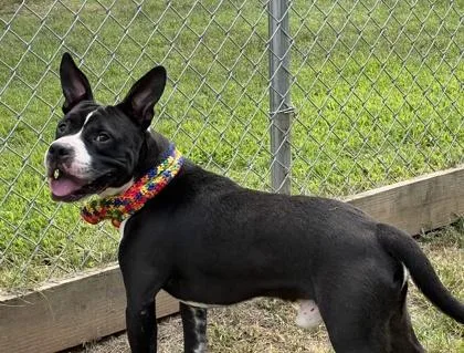 A young medium-sized male Pit Bull Terrier dog named Cracker Jack $ for adoption in Seneca, SC