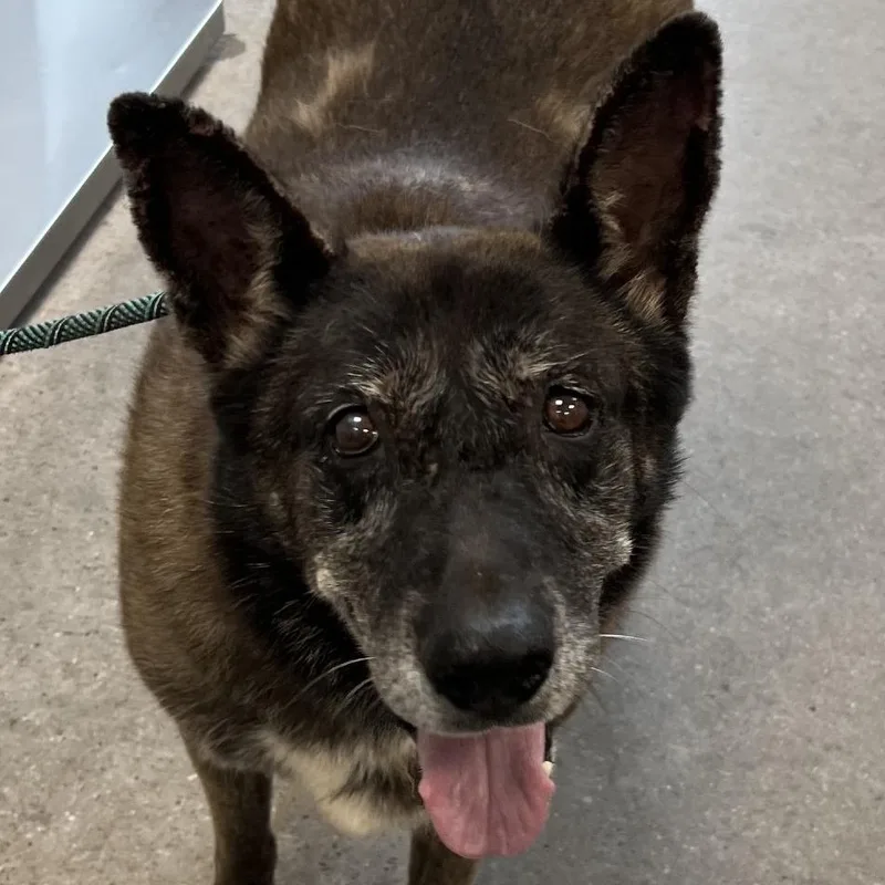 A senior large-sized female Black Mixed Breed dog named Sofea for adoption in Las Cruces, NM