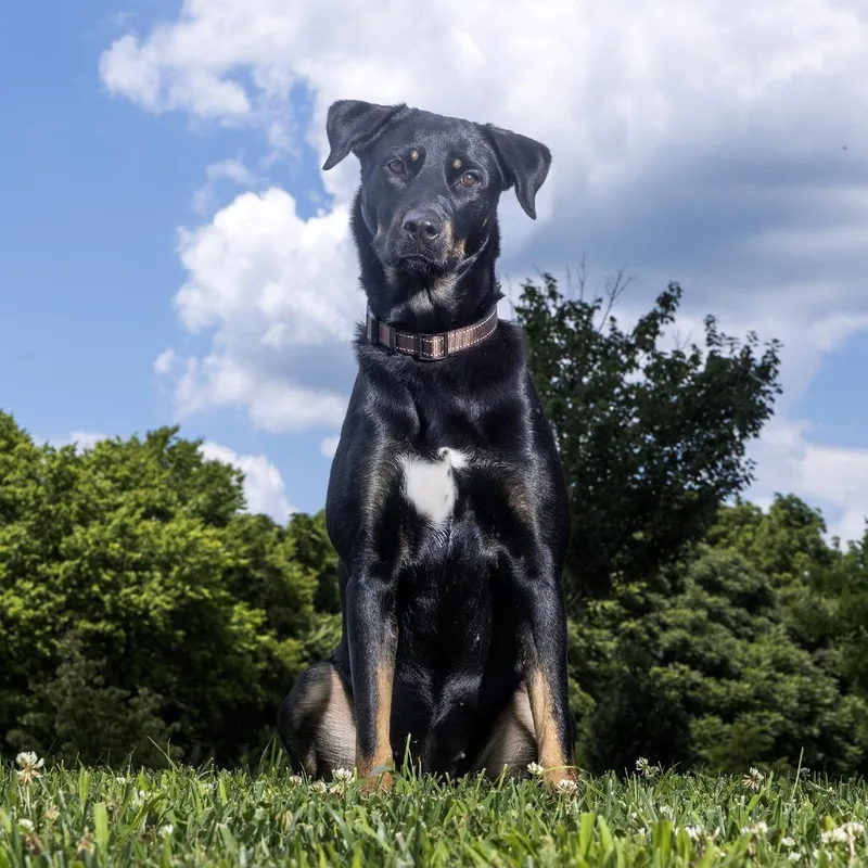 An adult large-sized female Black Mixed Breed dog named Celeste for adoption in Franklin, TN