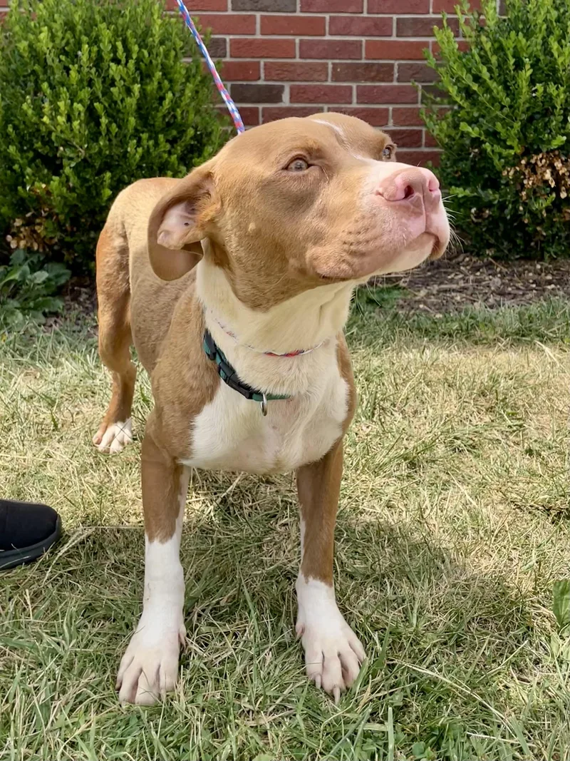 An adult medium-sized male Brown / Chocolate Pit Bull Terrier dog named Harvey for adoption in Washington Court House, OH