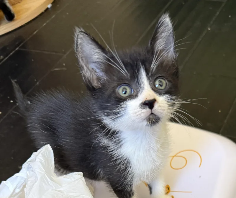 A baby small-sized male Black & White / Tuxedo Domestic Short Hair cat named Jack Mcphee for adoption in Boca Raton, FL