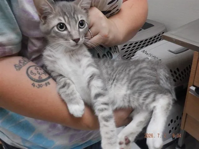 A baby small-sized male Domestic Short Hair cat named Lennon for adoption in Oroville, CA