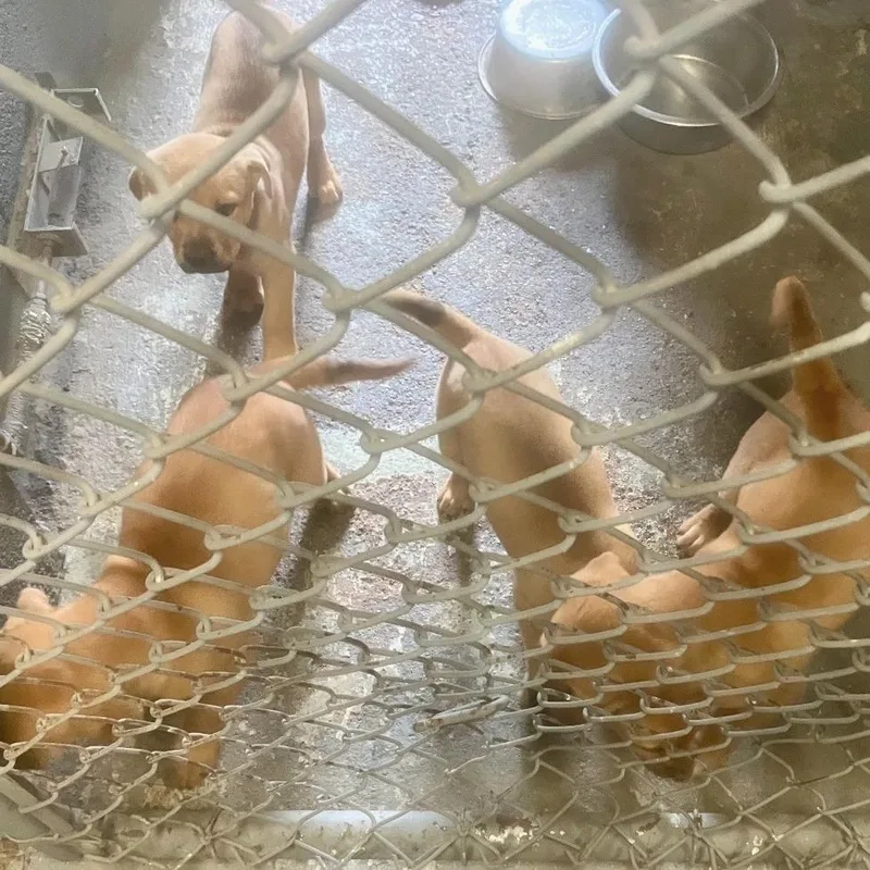 A baby small-sized male Yellow / Tan / Blond / Fawn Yellow Labrador Retriever dog named Lashell for adoption in Austin, TX