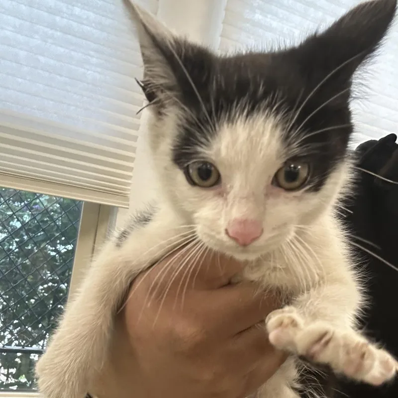 A baby small-sized male Black Domestic Short Hair cat named Baring for adoption in Philadelphia, PA
