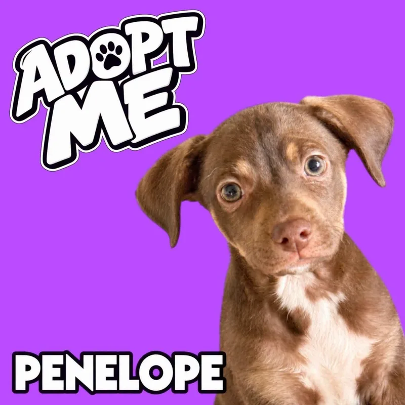 Penelope thumbnail 3