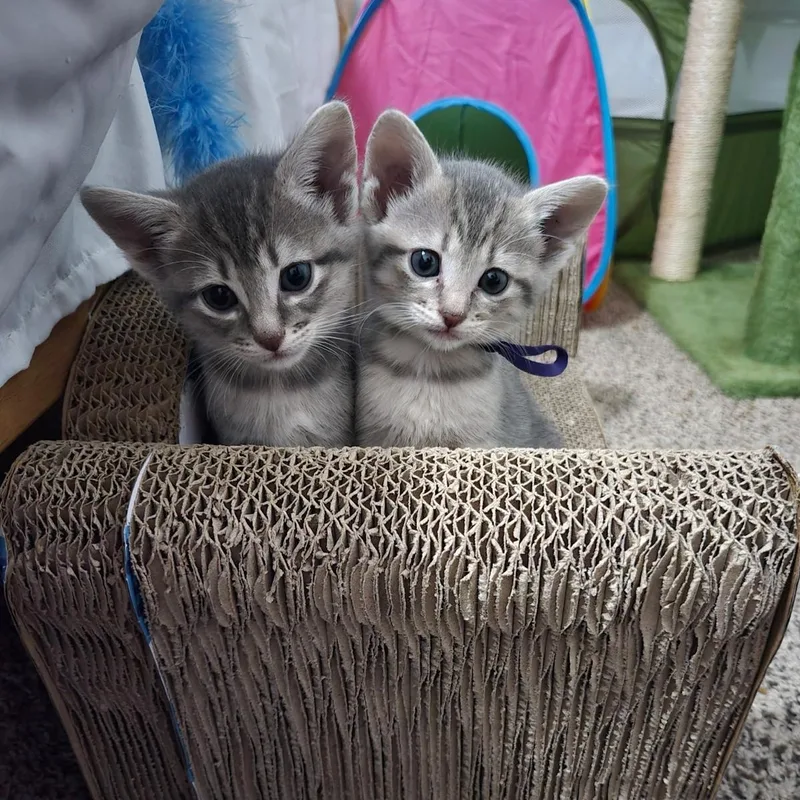 Snickers thumbnail 2