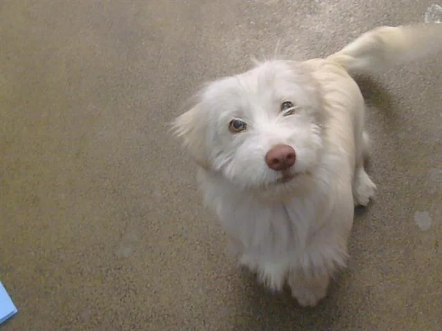 A young small-sized male Cairn Terrier dog named A for adoption in Sacramento, CA