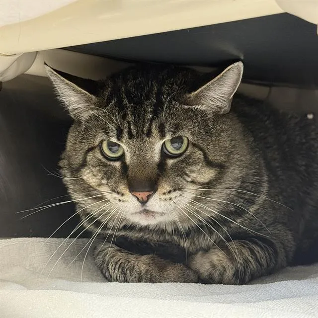 An adult large-sized male Domestic Short Hair cat named Super Man for adoption in Las Vegas, NV