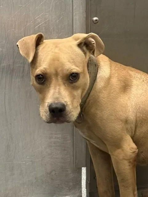 An adult large-sized male Mixed Breed dog named Moneyline for adoption in Dallas, TX