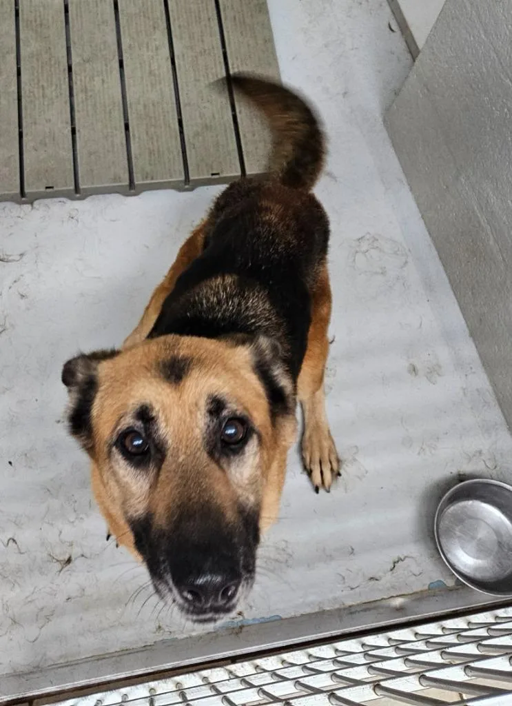 A senior medium-sized female German Shepherd Dog dog named Grove for adoption in Mocksville, NC