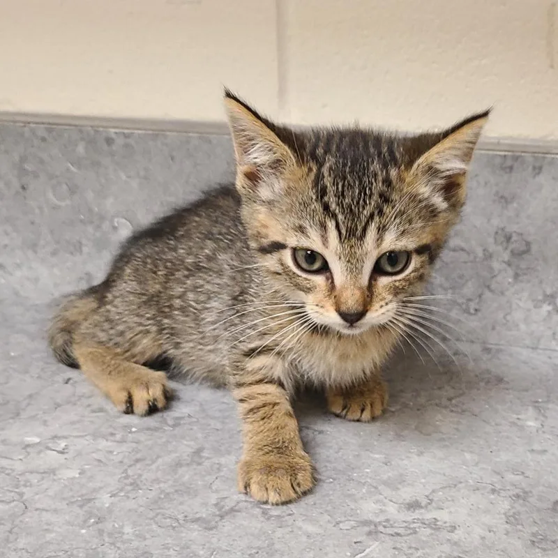 A baby medium-sized female Domestic Short Hair cat named Utopia for adoption in Greeneville, TN